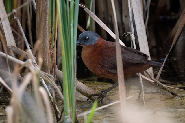 Ruddy Crake