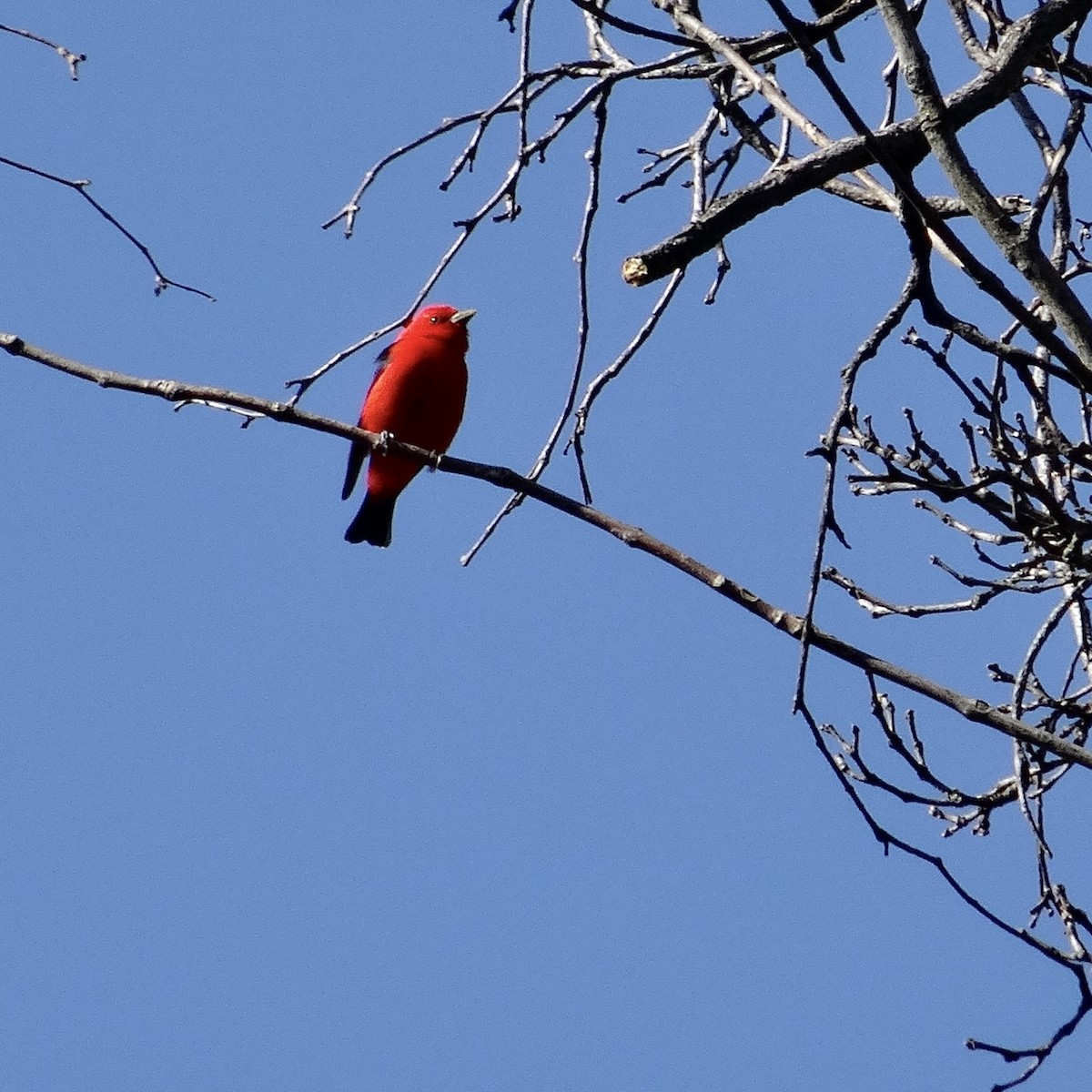 Scarlet Tanager - ML573717541