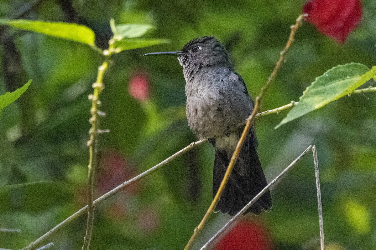 Sombre Hummingbird - ML573720791