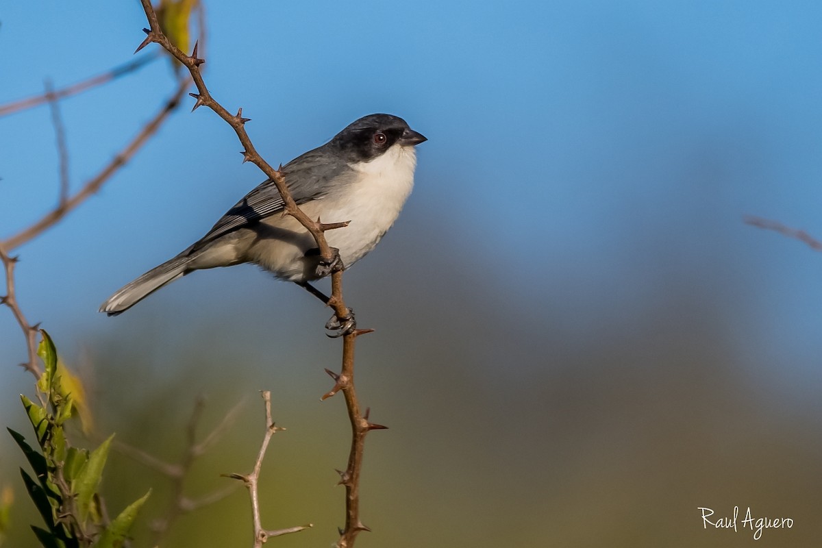 Black-capped Warbling Finch - ML573721151