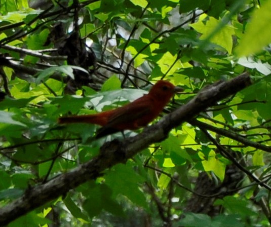 Scarlet Tanager - ML573721621