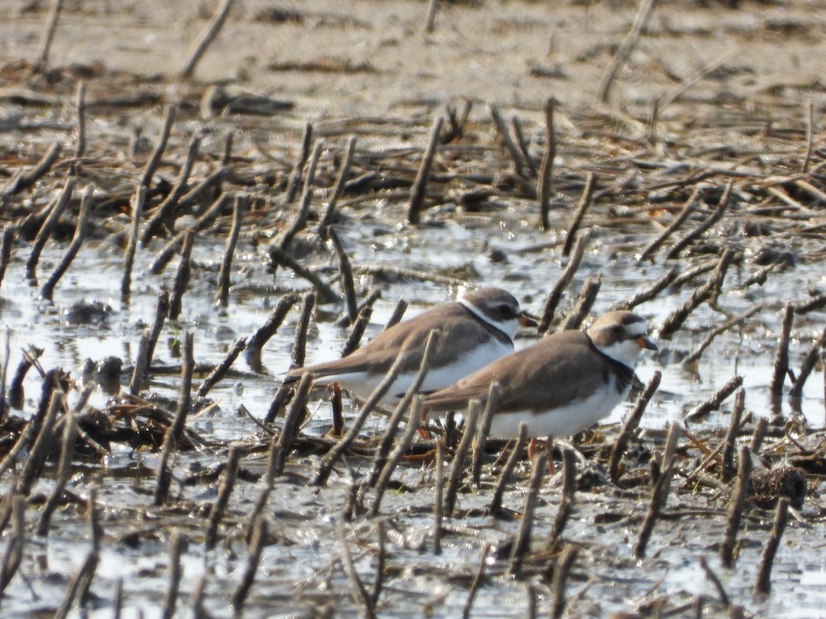 Semipalmated Plover - ML573721751