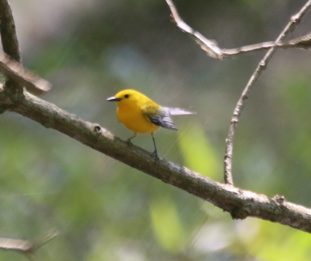 Prothonotary Warbler - ML573722181