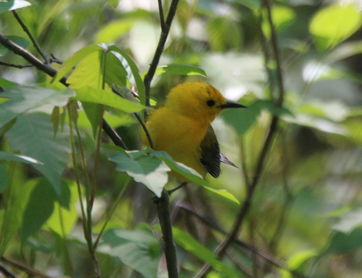 Prothonotary Warbler - ML573722191
