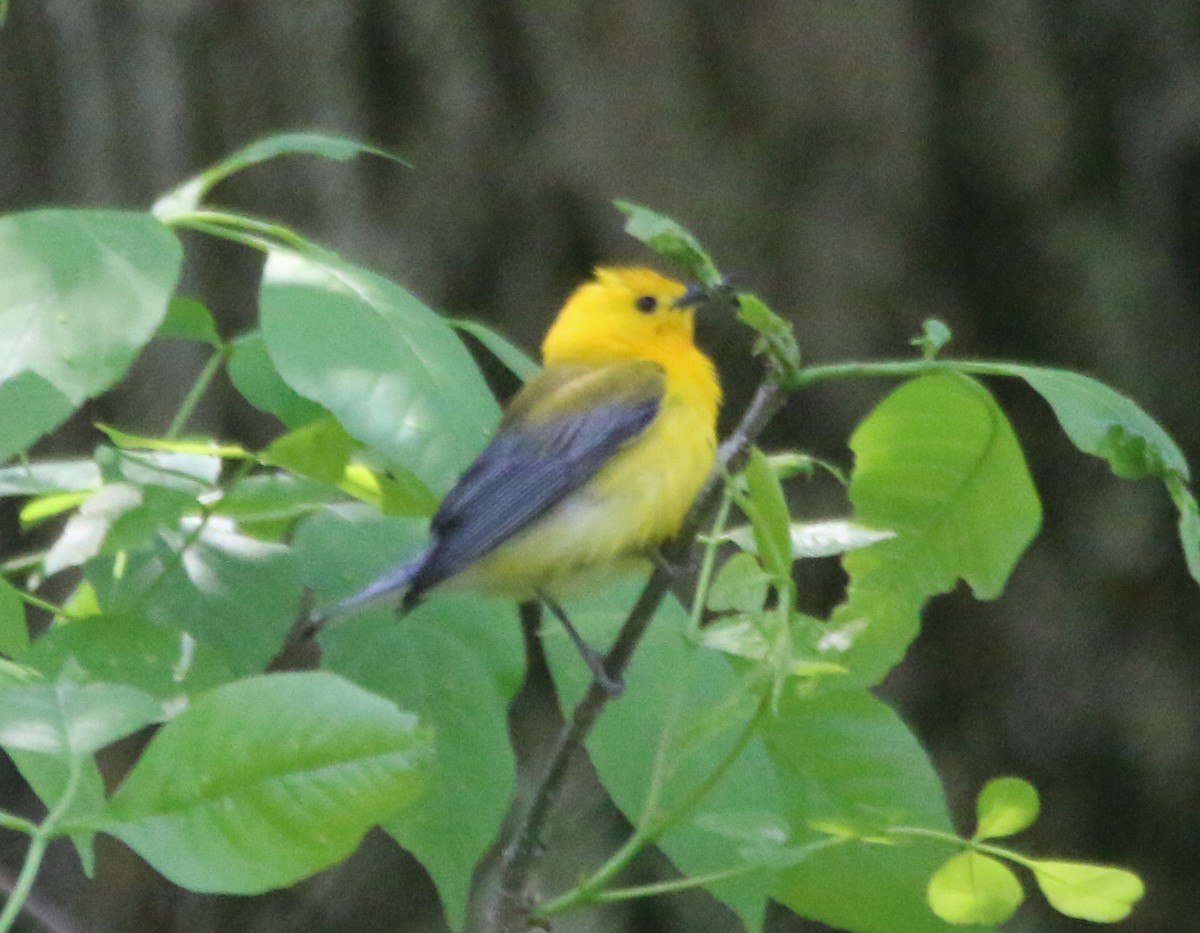 Prothonotary Warbler - ML573722211