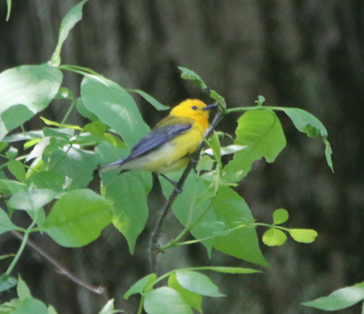 Prothonotary Warbler - ML573722221