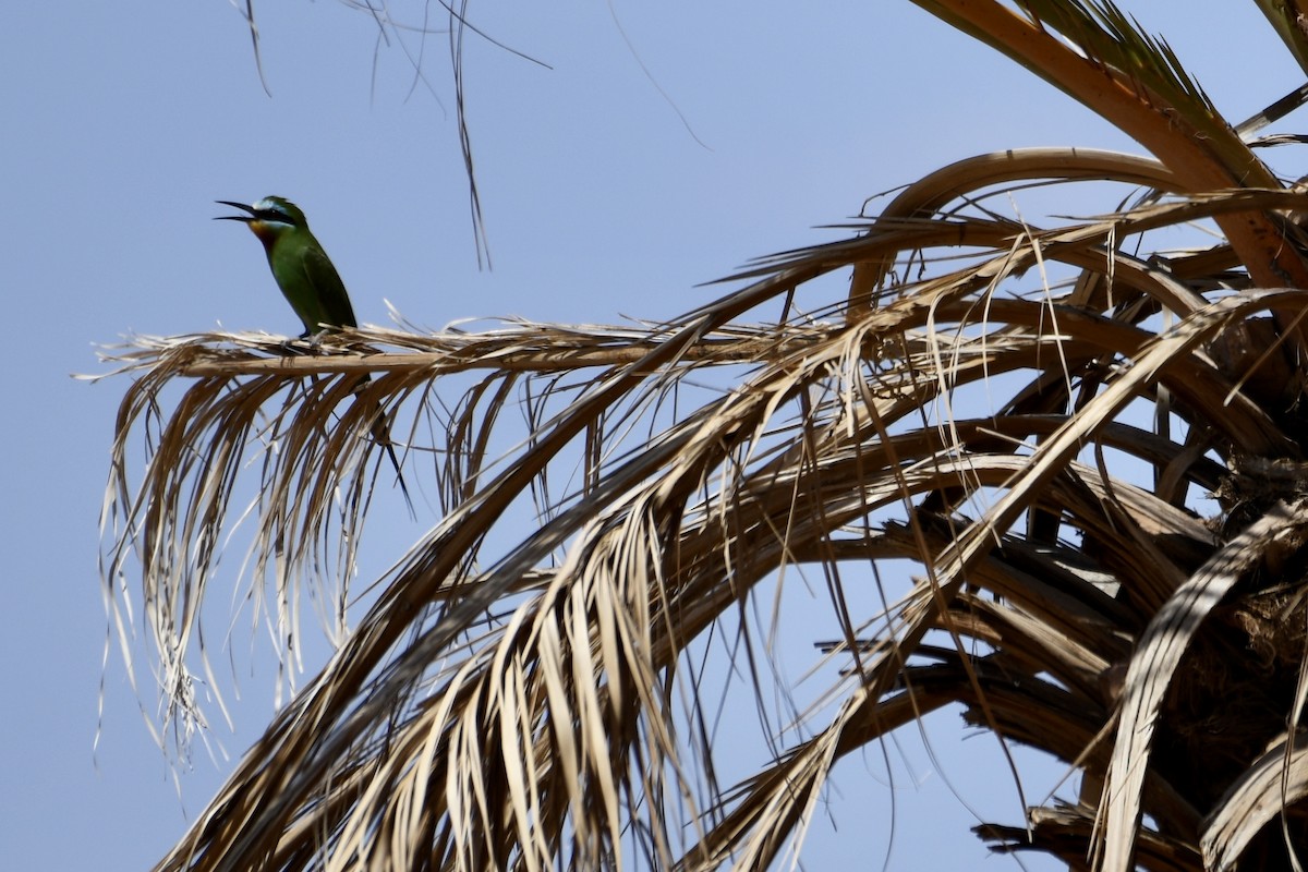 Blue-cheeked Bee-eater - ML573722381