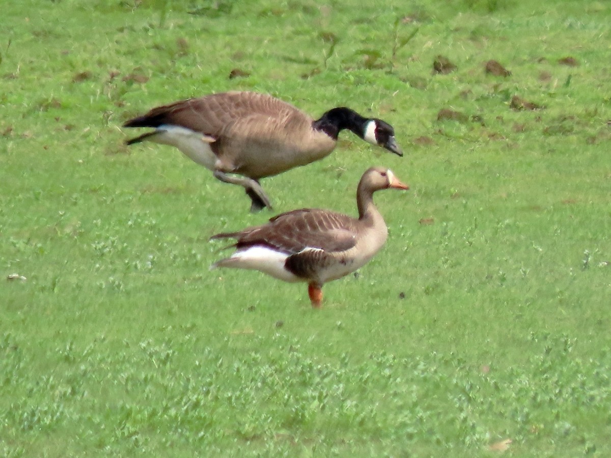 Greater White-fronted Goose - ML573722631