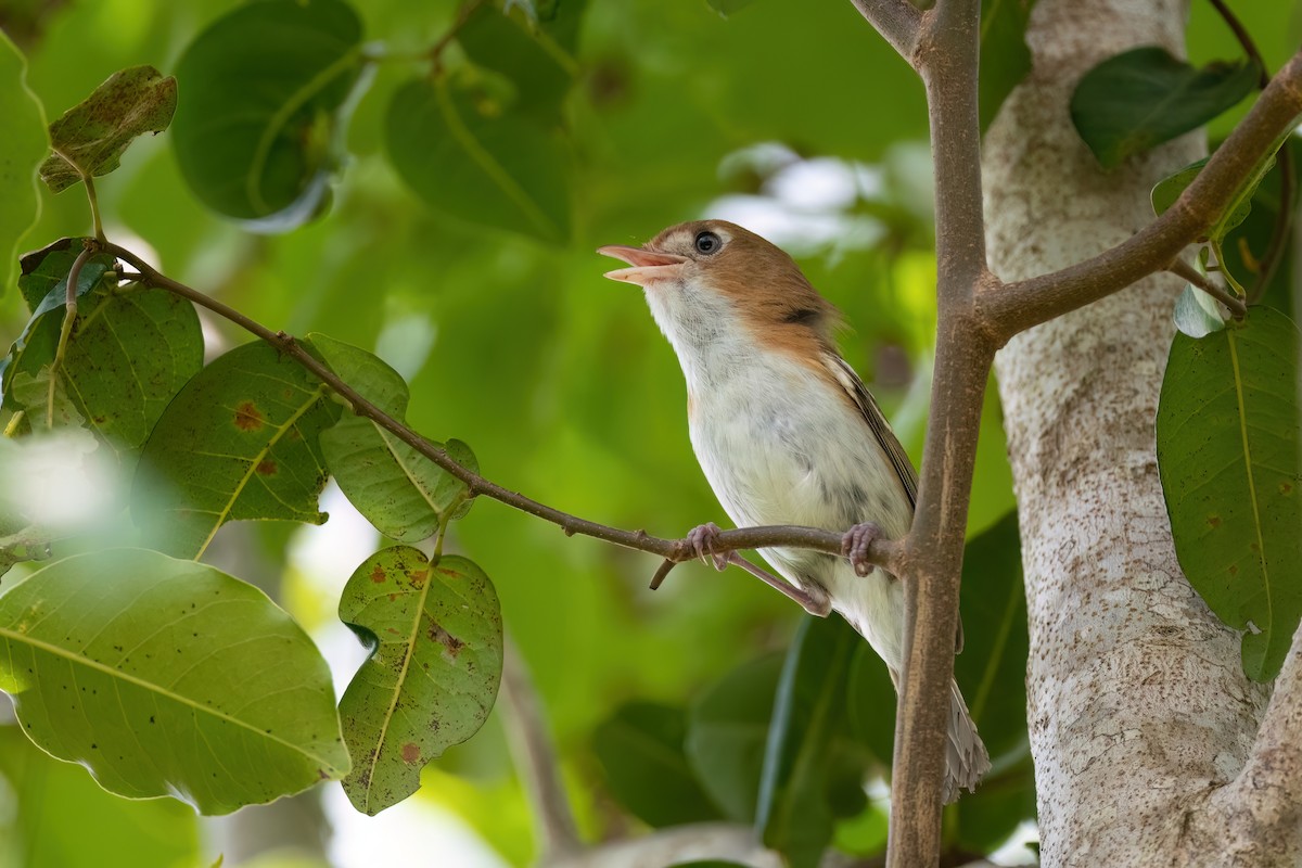 Cozumel Vireo - Adam Jackson