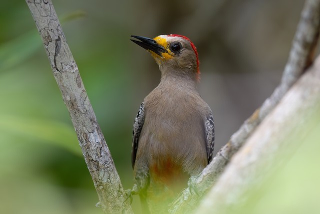 Yucatan Woodpecker