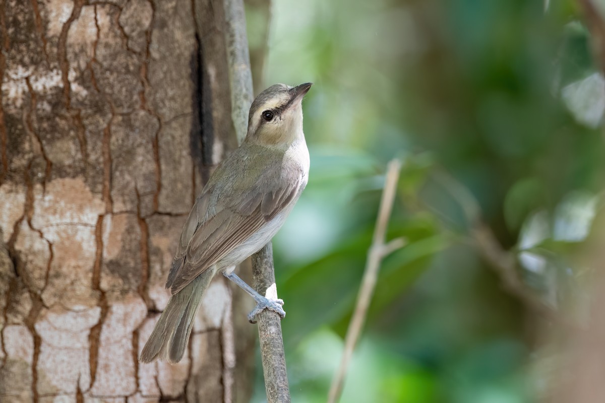 Yucatan Vireo - Adam Jackson