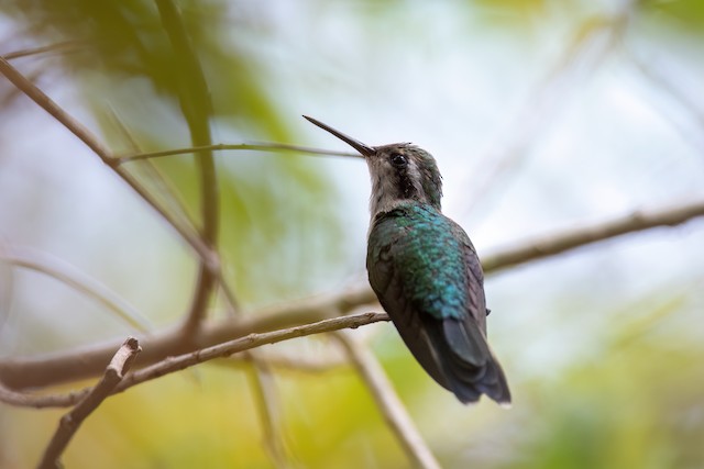 Cozumel Emerald