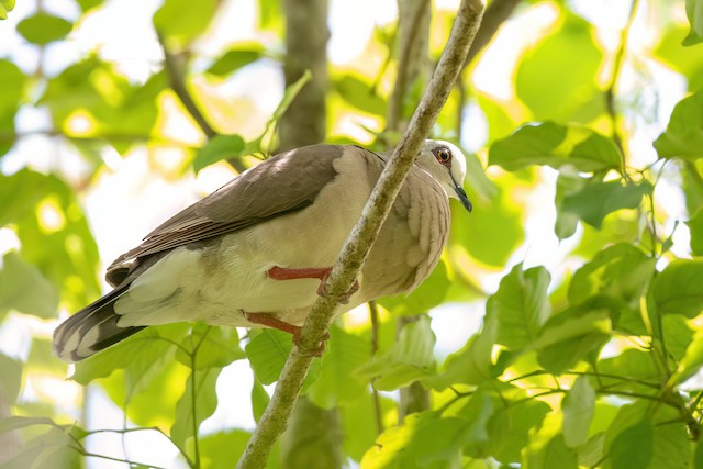 Caribbean Dove