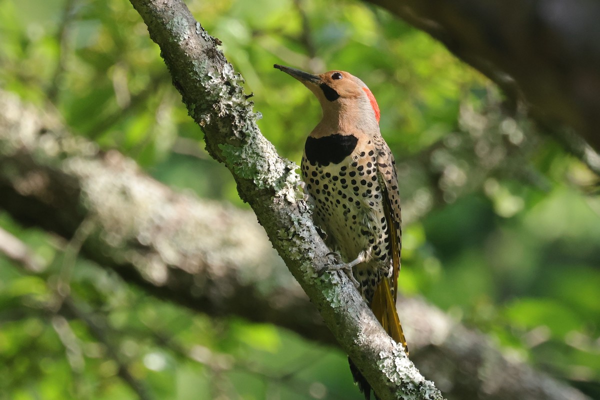 Northern Flicker (Yellow-shafted) - Tim Lenz