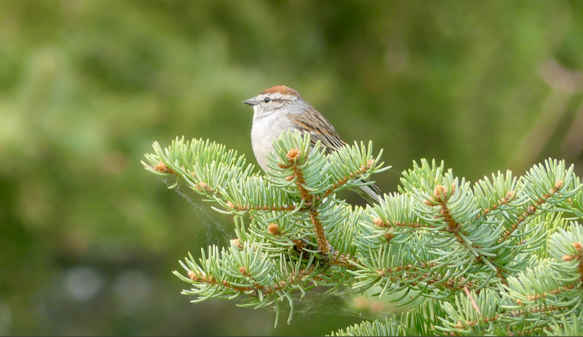 Chipping Sparrow - ML573726831
