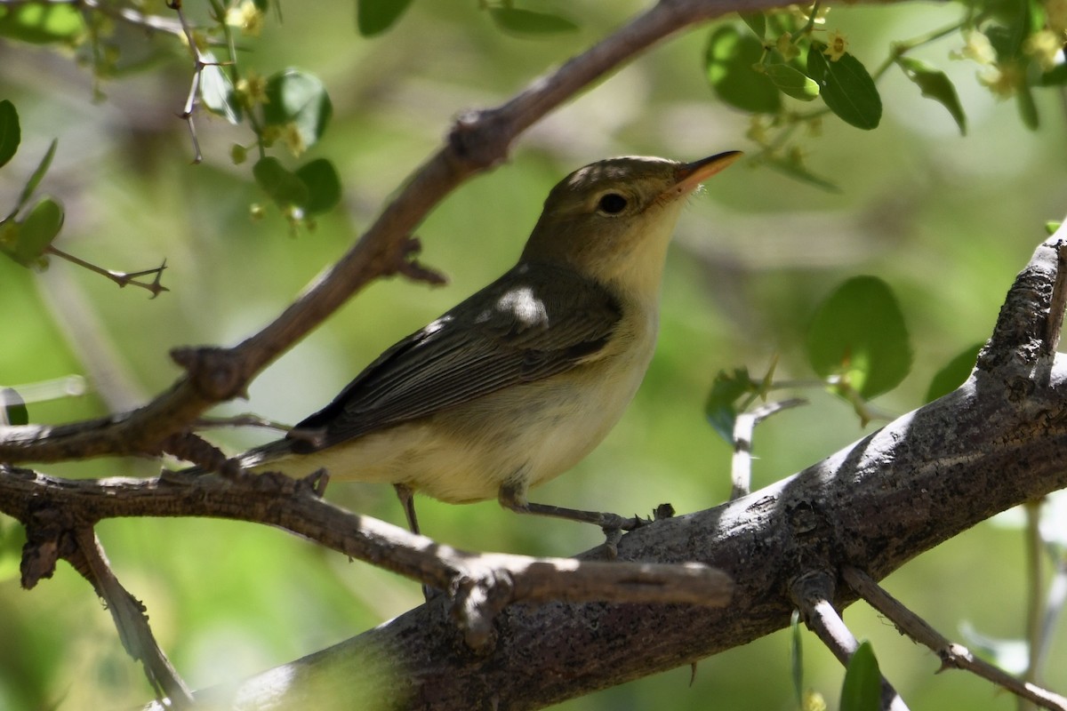Melodious Warbler - ML573727421