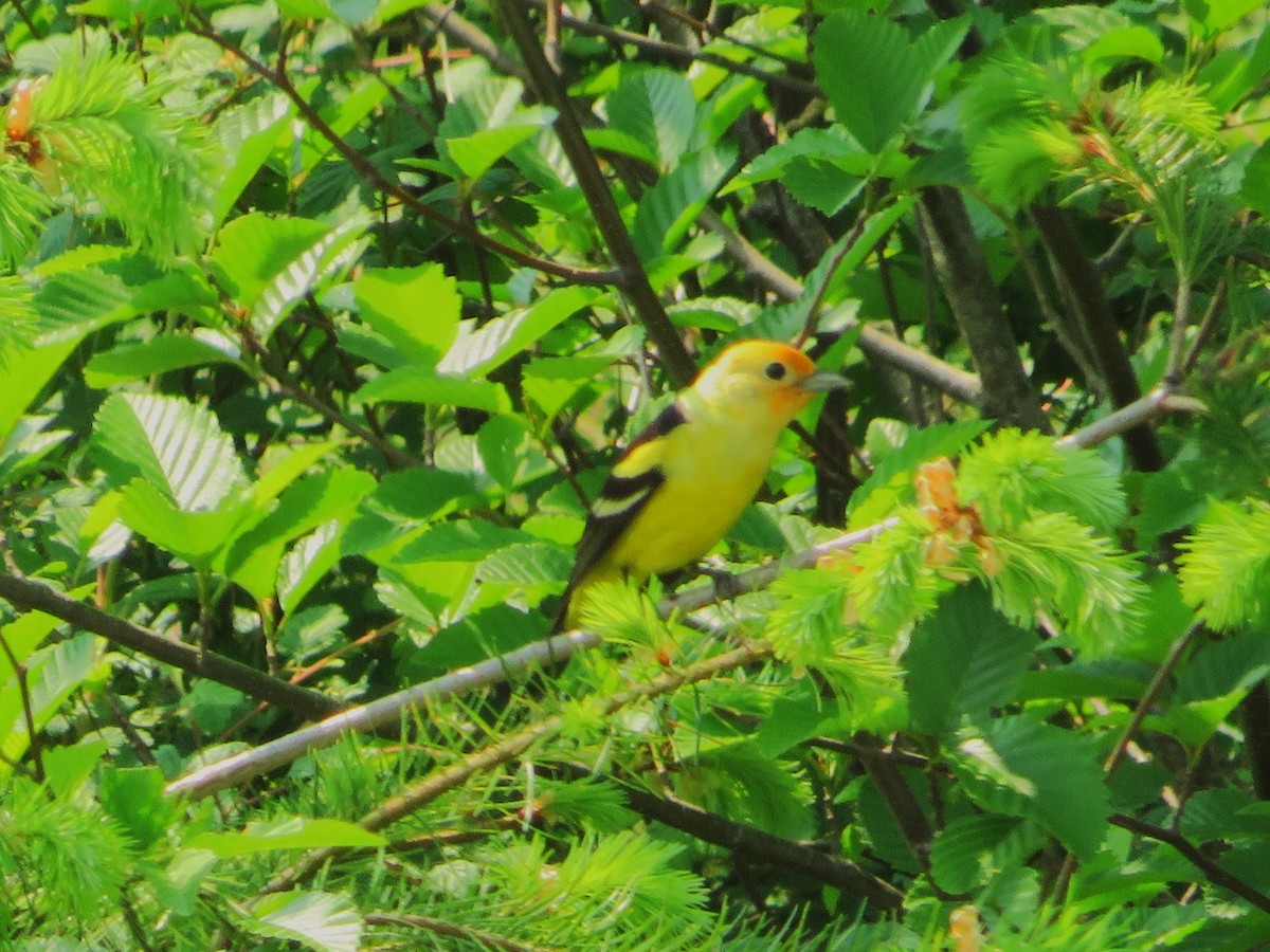 Western Tanager - ML573727611