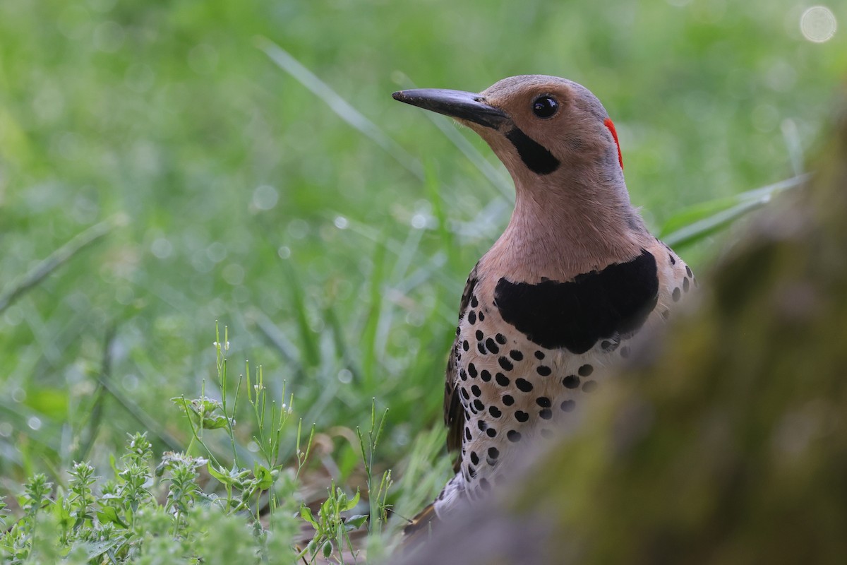 Northern Flicker (Yellow-shafted) - Tim Lenz
