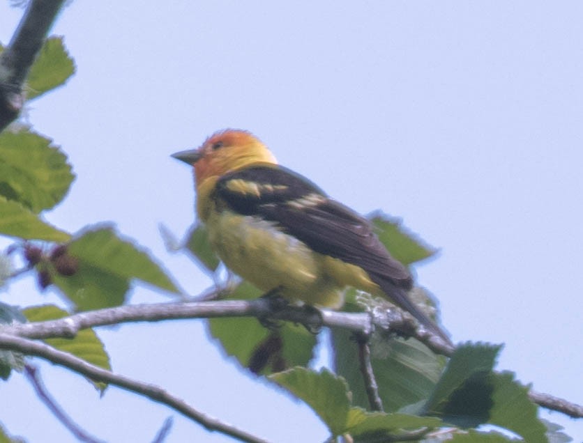 Western Tanager - ML573727781