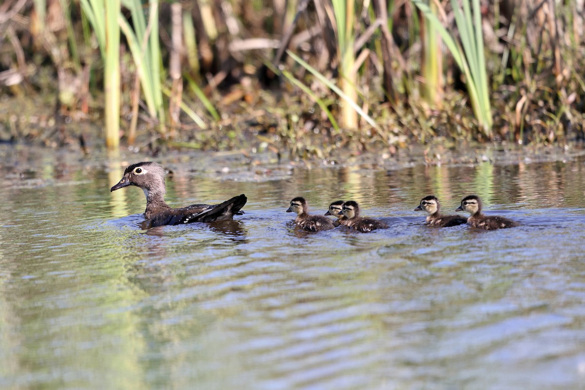 eBird Checklist 17 May 2023 Bolton Flats WMABolton 50 species