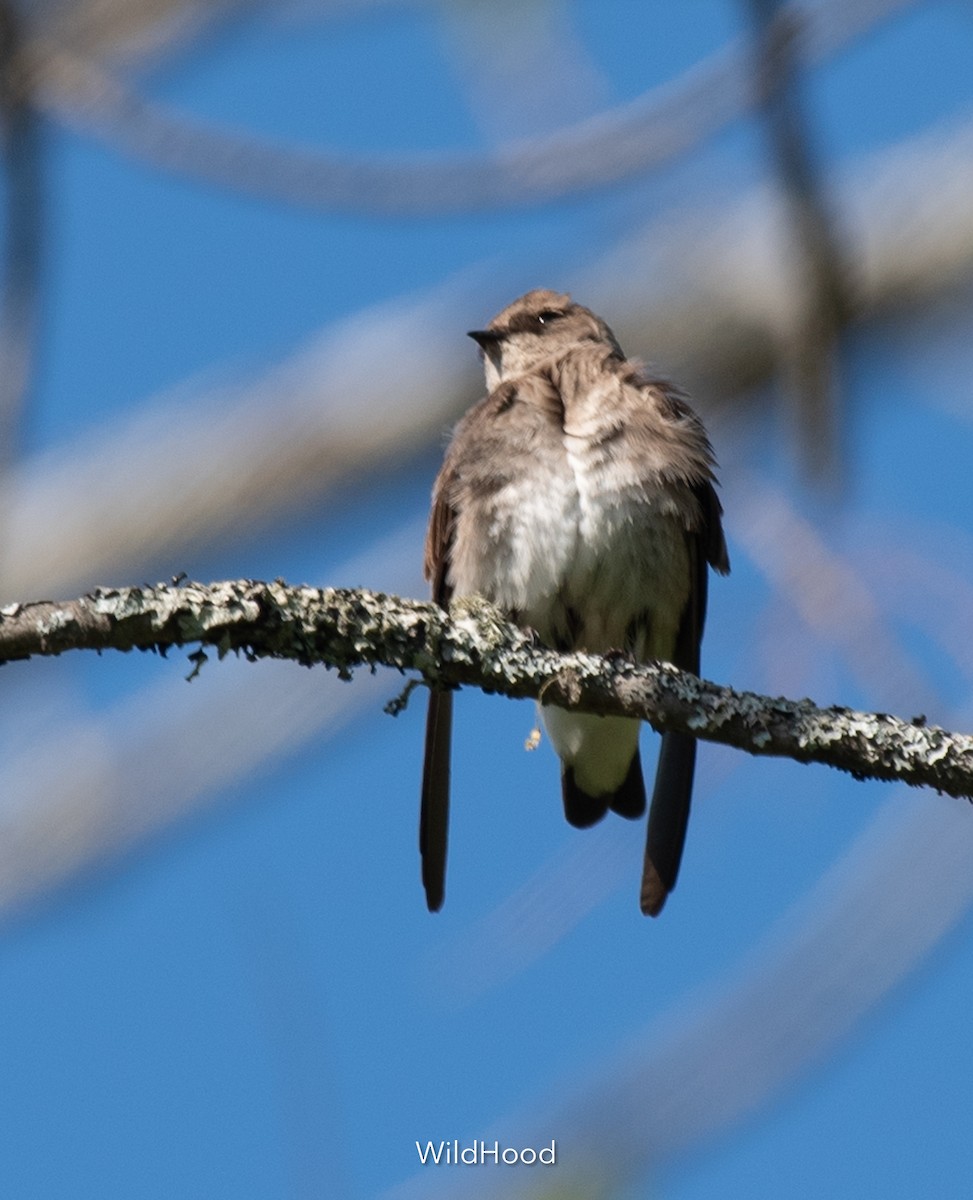 Northern Rough-winged Swallow - ML573728961