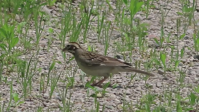 Lark Sparrow - ML573729721