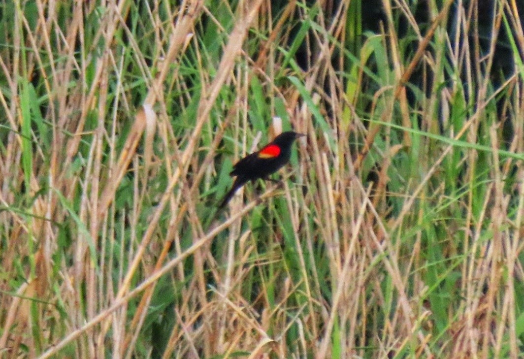 Red-winged Blackbird - ML573729961