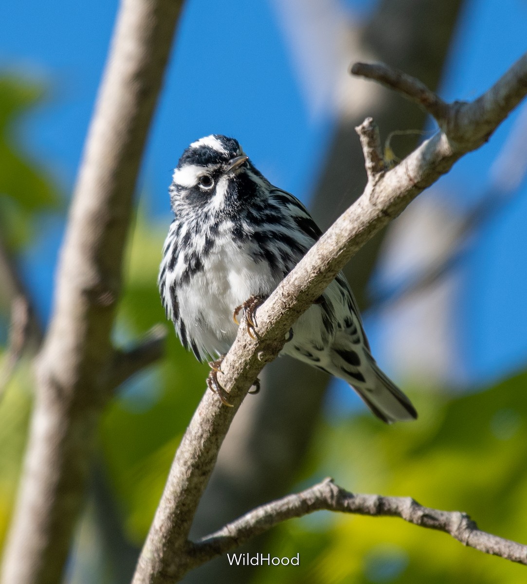 Black-and-white Warbler - ML573730021