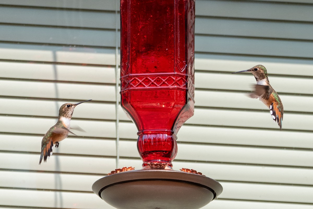 Rufous Hummingbird - ML573730291