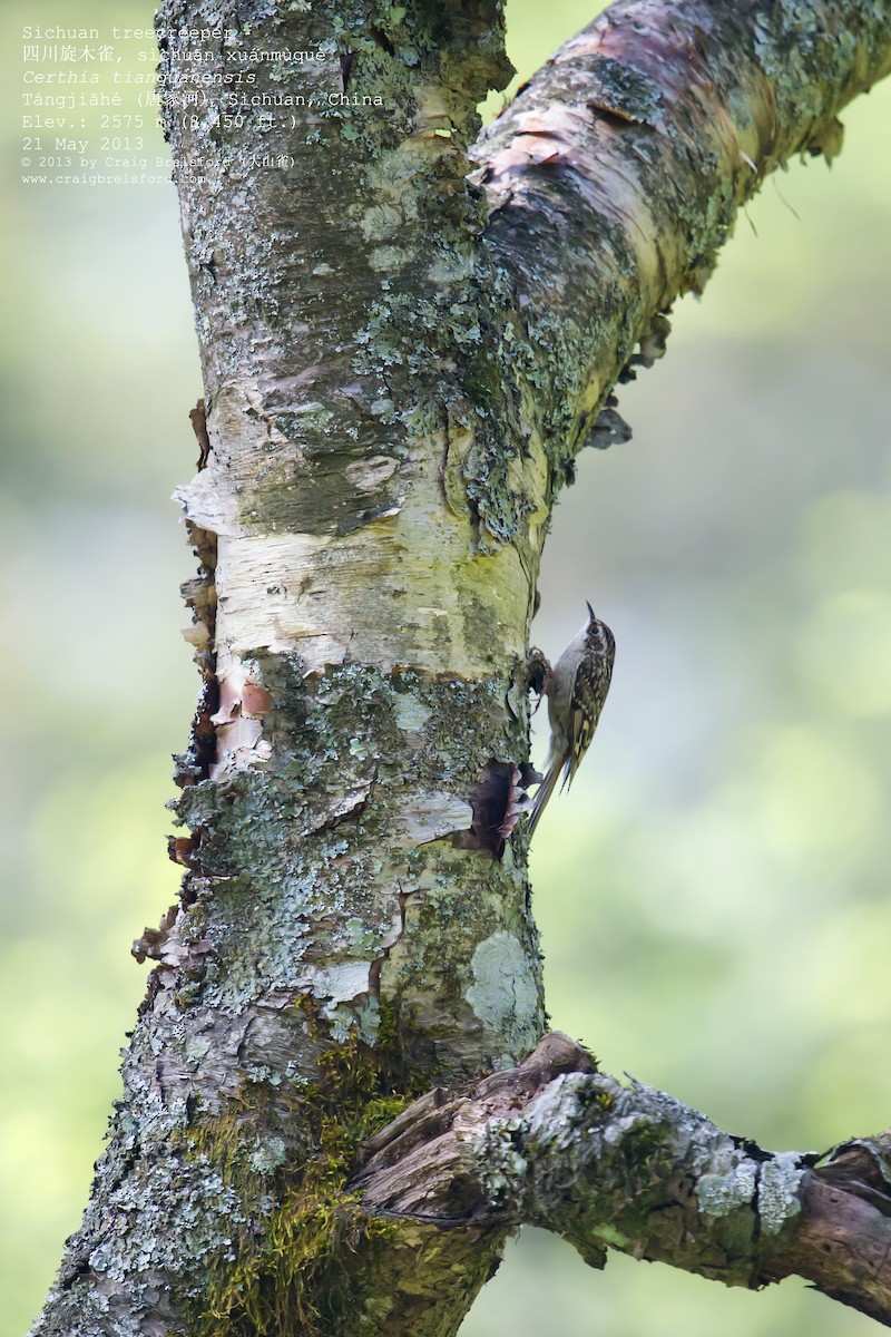 Sichuan Treecreeper - Craig Brelsford