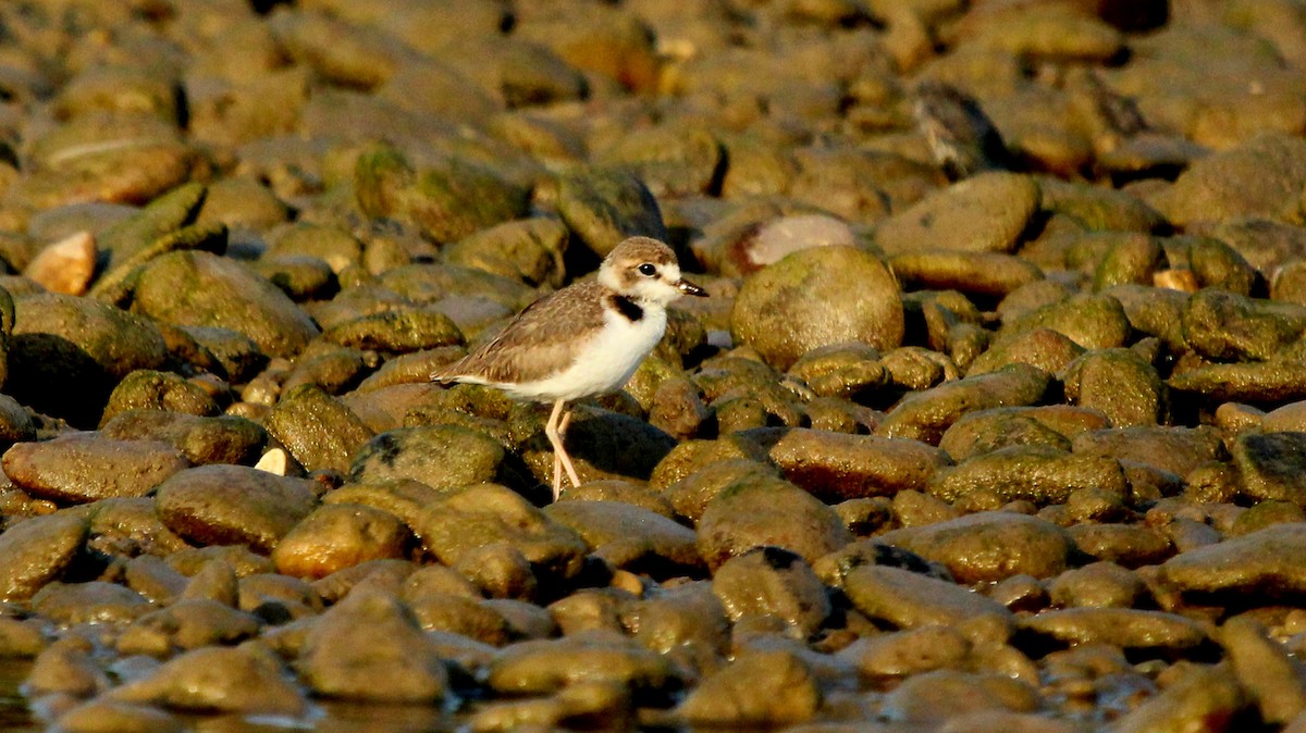 Collared Plover - ML573736851