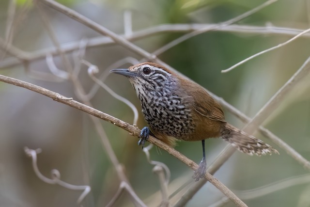 Spot-breasted Wren