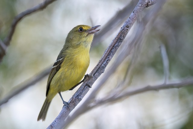 Mangrove Vireo