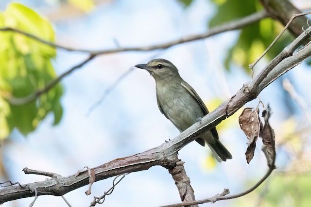 Yucatan Vireo