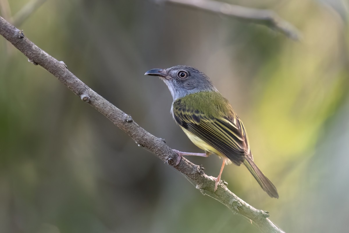 Northern Bentbill - Adam Jackson