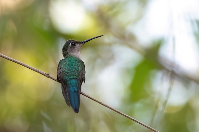 Wedge-tailed Sabrewing