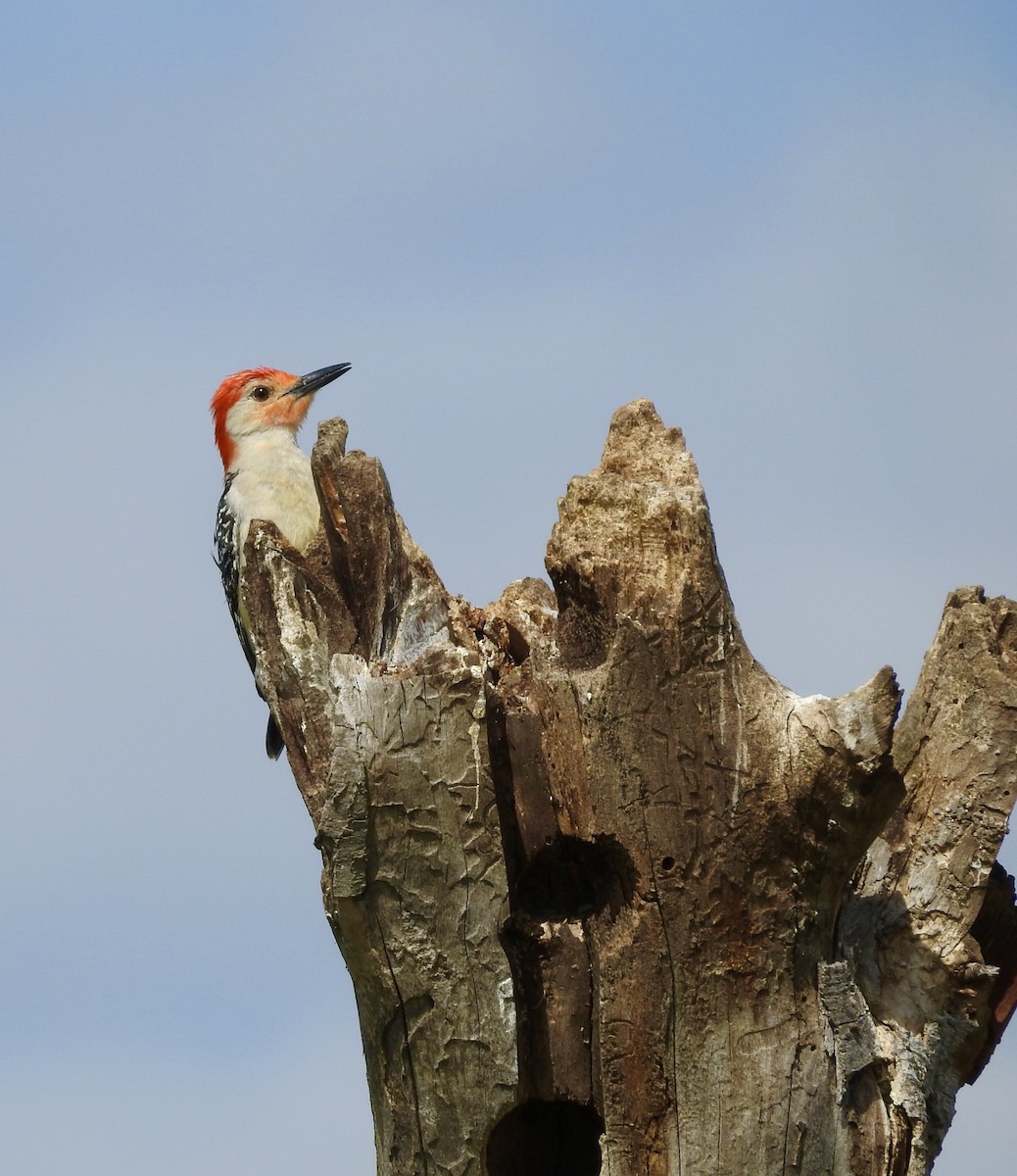 Red-bellied Woodpecker - Mike Wease