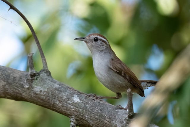 White-bellied Wren