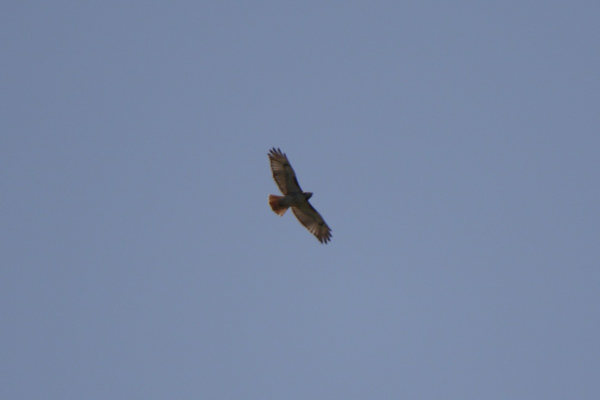 Red-tailed Hawk - ML573751821