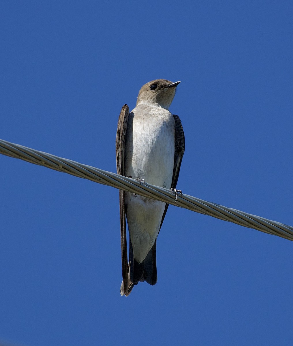 Northern Rough-winged Swallow - ML573753181
