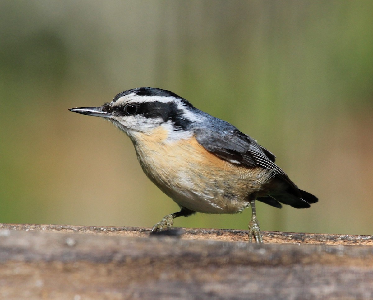Red-breasted Nuthatch - Nels Nelson