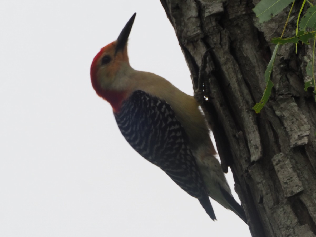 Red-bellied Woodpecker - ML573754721