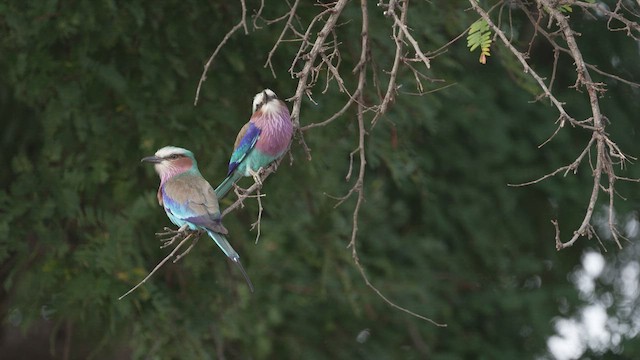 Lilac-breasted Roller - ML573755761