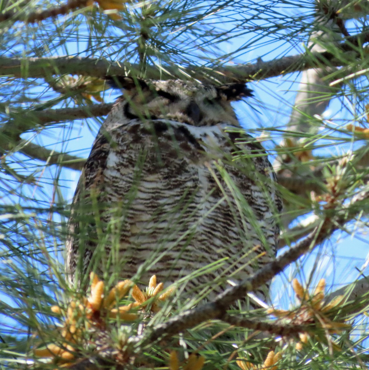 Great Horned Owl - ML573756141