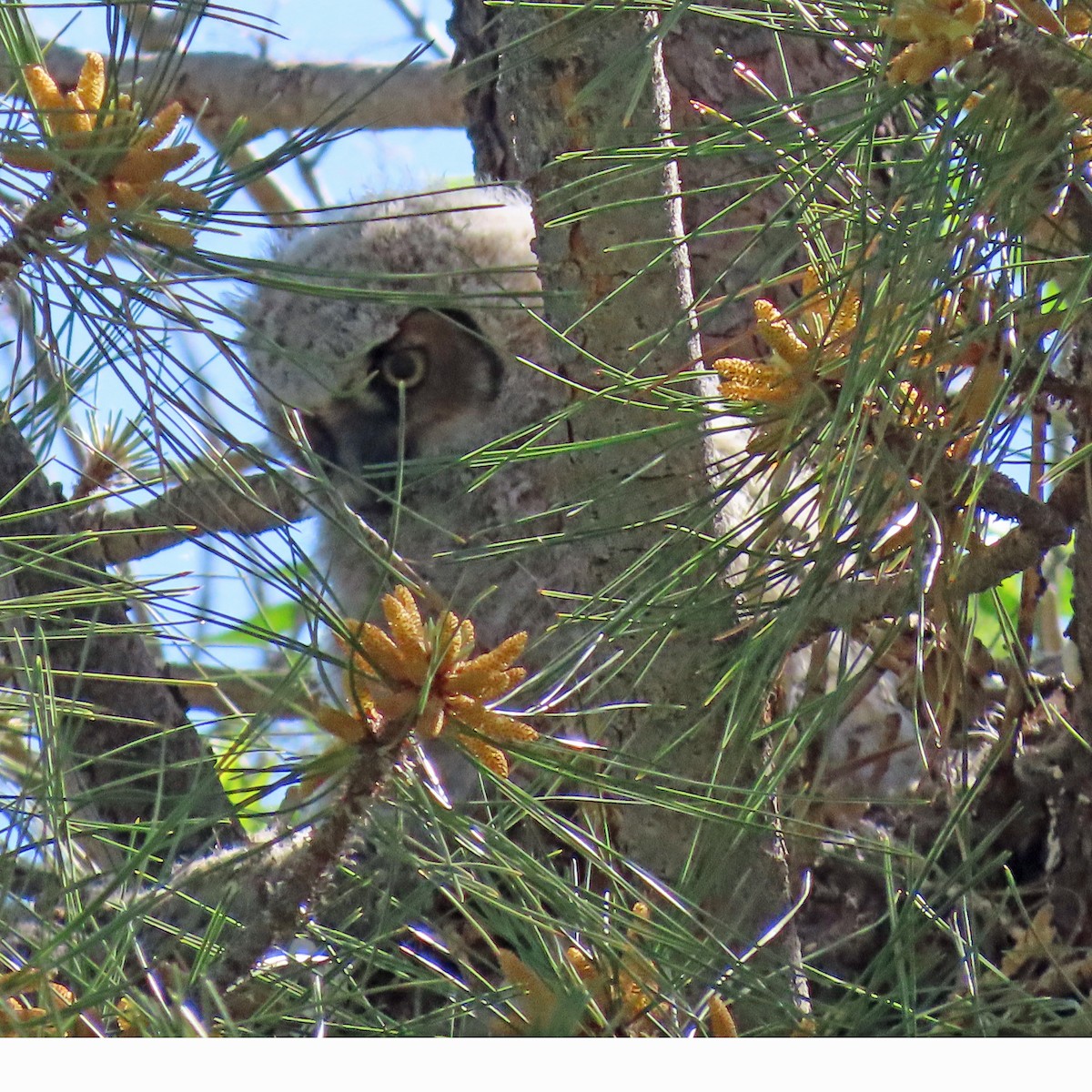 Great Horned Owl - ML573756151