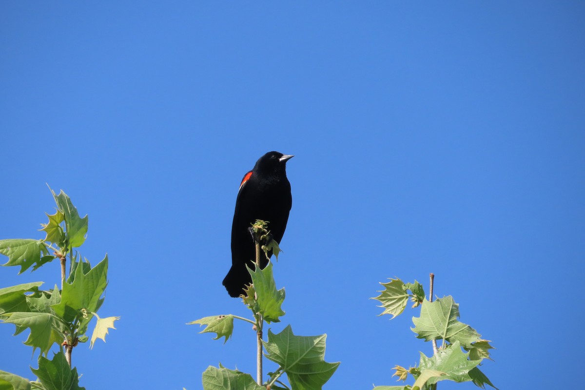 Red-winged Blackbird - ML573756421