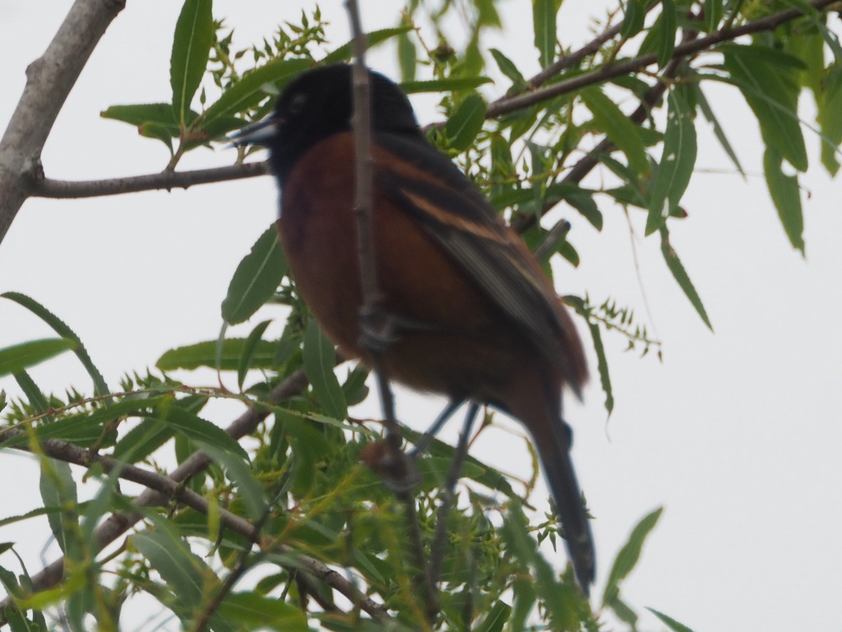 Orchard Oriole - ML573758311