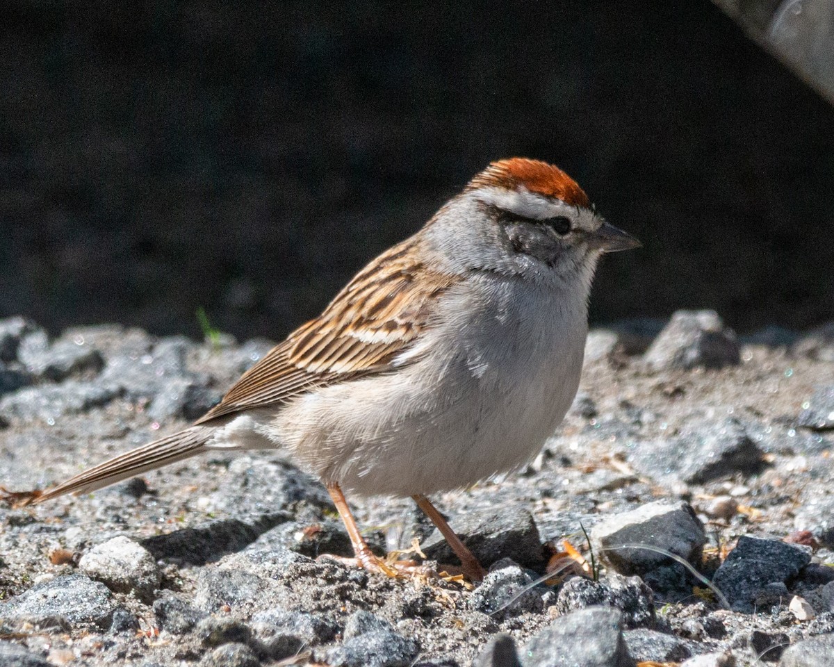 Chipping Sparrow - ML573761871