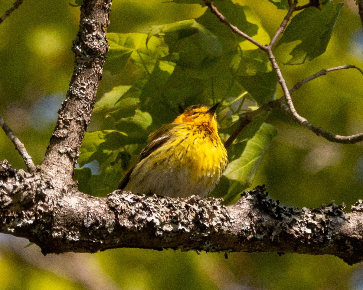 Cape May Warbler - ML573762721