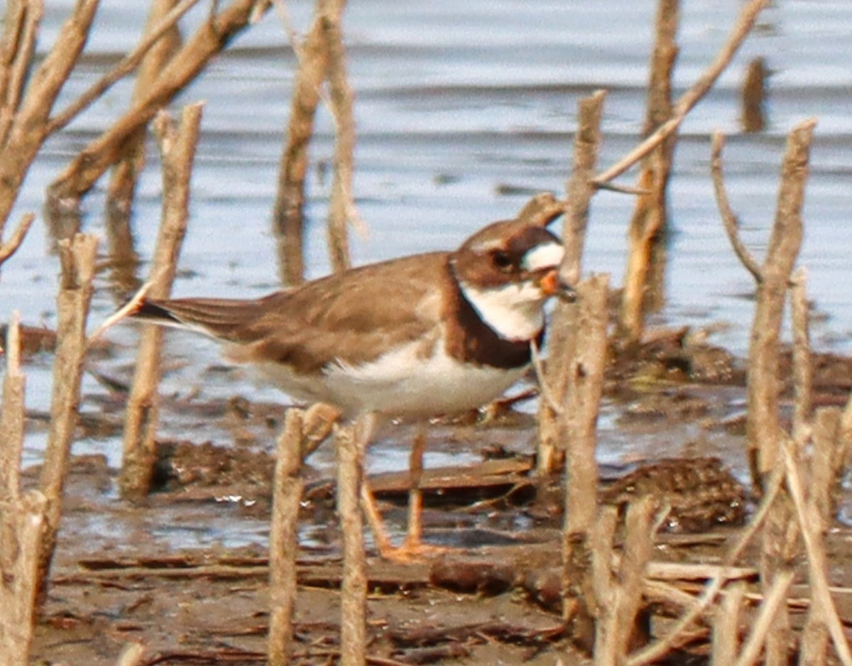 Semipalmated Plover - ML573763751